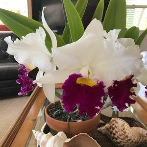 Meet your Posher, Lynn